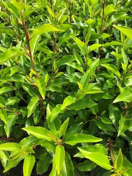 Bobkovišeň portugalská ANGUSTIFOLIA nevídaný NA ŽIVÝ PLOT VELKÁ SAZENICE Výrobce Internetowy Ogród