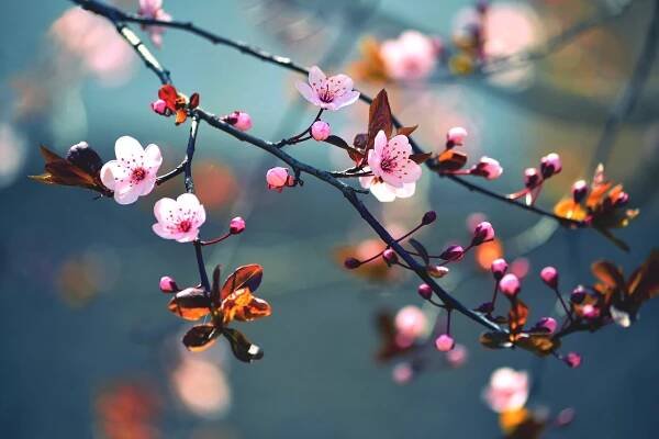 Krásné kvetoucí japonské třešně - Sakura. Pozadí s květinami na jaře. — Stock obrázek