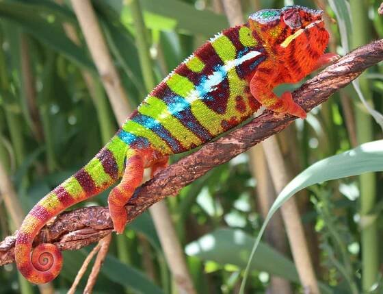 Panther Chameleons for sale