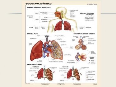 Soustava dýchací (tabulka, A4)