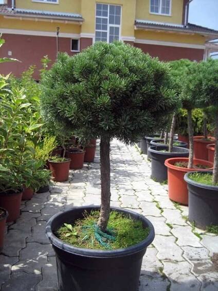 Pinus mugo Mops - Borovice zakrslá,kmínek
