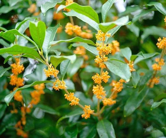 Osmanthus sweet olive