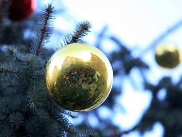 Fotogalerie: Brzy se začnou likvidovat vánoční stromky - Pražský deník
