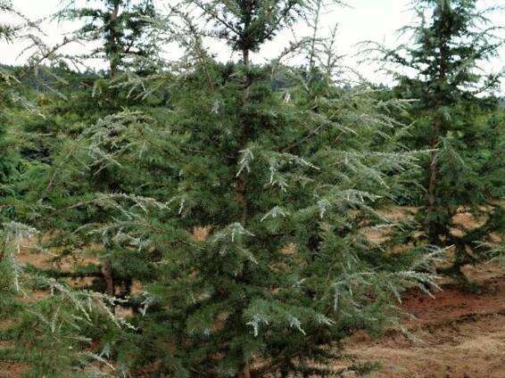 Cedrus deodara Karl Fuchs | Jehličnaté dřeviny |Zahradnictví Franc 