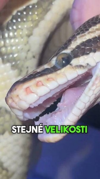 JAKÉ ZUBY MÁ KRAJTA KRÁLOVSKÁ? #fyp#had#hadi#chov#chovatel#teraristika#zoo#cz#czech#sokolik