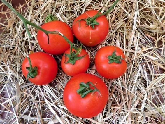 Tomaten