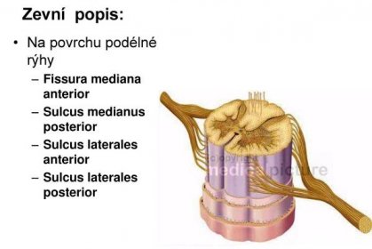 Sulcus medianus posterior. Sulcus laterales anterior. Sulcus laterales posterior.