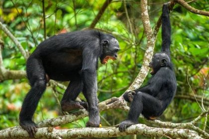 Bonobos Vs Chimps