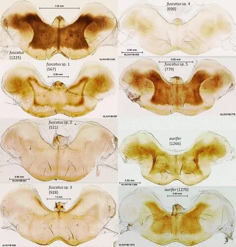 APPENDIX C: Male Genitalia and Terminal Abdominal Segments of Florida Polistes Species