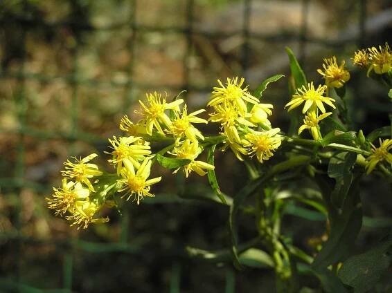 Solidago decurrens