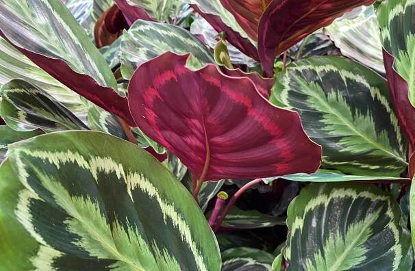 Calathea Medallion (Calathea veitchiana): Ultimate Care Guide