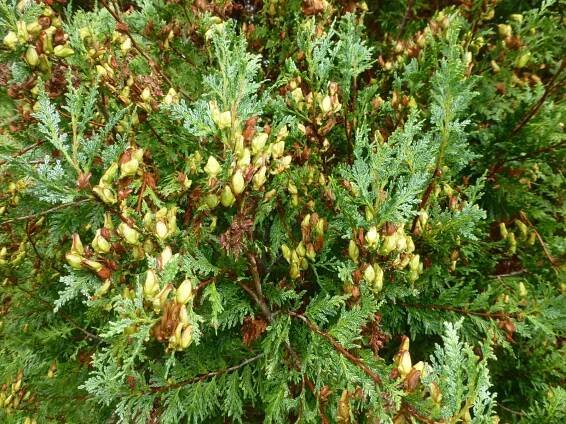 Austrocedrus chilensis