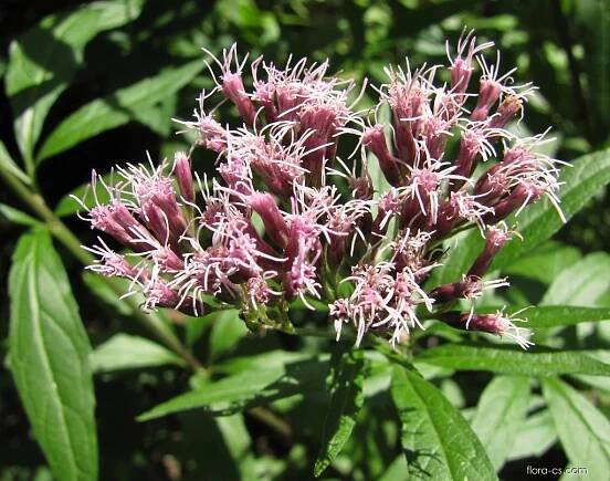 Sadec konopáč (Eupatorium cannabinum)