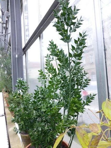 Listnatec ostnitý (Ruscus aculeatus)