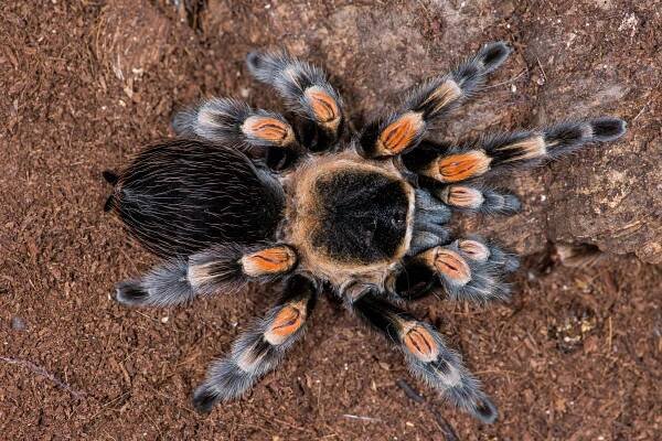 Mexican redknee tarantula (Brachypelma smithi)