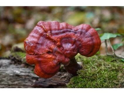 Sadba - Reishi / Lesklokorka / Ganoderma lucidum