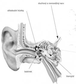 nepravidelné Sluchové ústroji : - zevní ucho ( boltec, zvukovod, bubínek ) - střední ucho ( středoušní dutina + ušní kůstky) - vnitřní ucho (hlemýžď