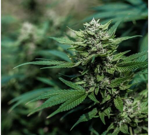 Je THC-P Silnější Než THC-O? (Is THC-P Stronger Than THC-O?) » Bylinky-ProZdraví.cz
