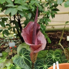 Jak pěstovat amorphophallus - květ doma