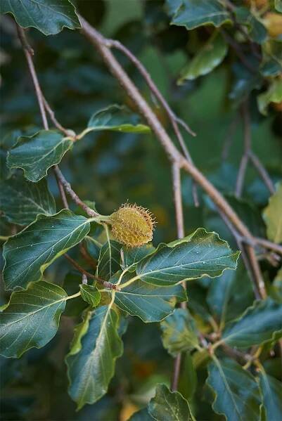 Fagus Sylvatica: Striking Specimen of a Lengthy and Noble Heritage - Moon Nurseries
