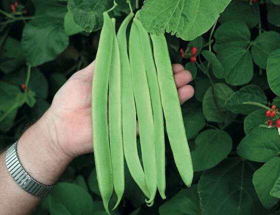 Runner Bean 'St George' from Thompson & Morgan