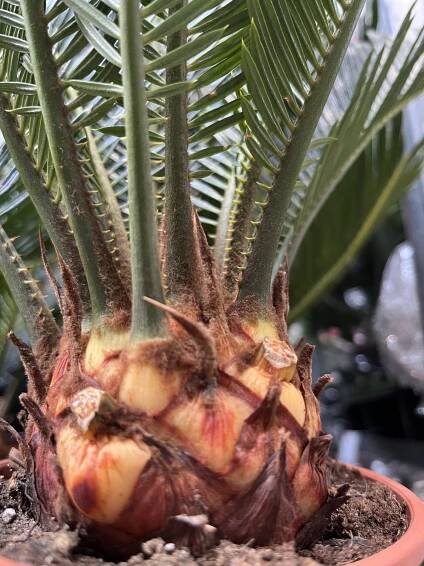 Cykas japonský, (Cycas revoluta)