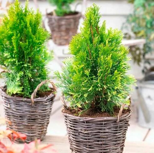 Thuja domů