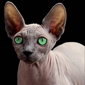 Kočičí plemena: Sphynx, tak trochu jiná kočka