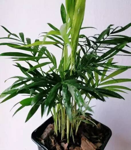 Dypsis Lutescens (Areca)