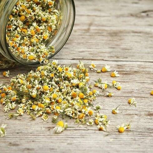 How To Dry Chamomile Plants – Tips For Drying Chamomile Flowers