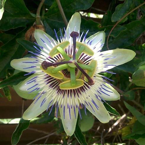Passiflora caerulea | 'Blue Passionflower' | Seeds