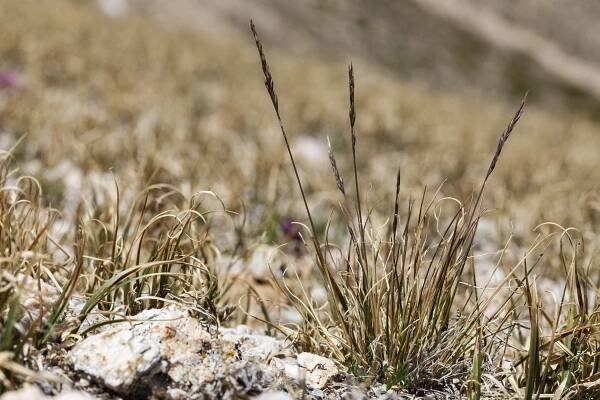 Festuca brachyphylla
