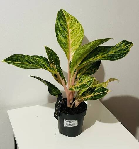 Aglaonema Peach Pearl - Obrázek 2
