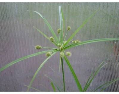 Cyperus zumula - šáchor