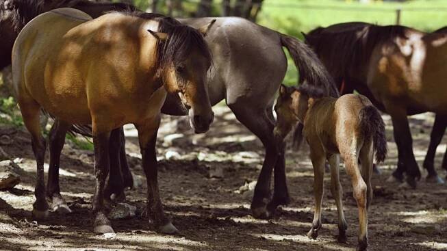 Přenos z farmy Hucul Janova Hora v Krkonoších | foto: Jiřina Šmídová,  Český rozhlas