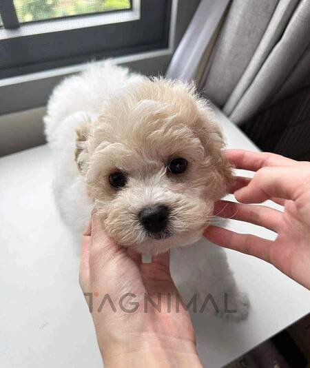 tagnimal-bichon-brown1