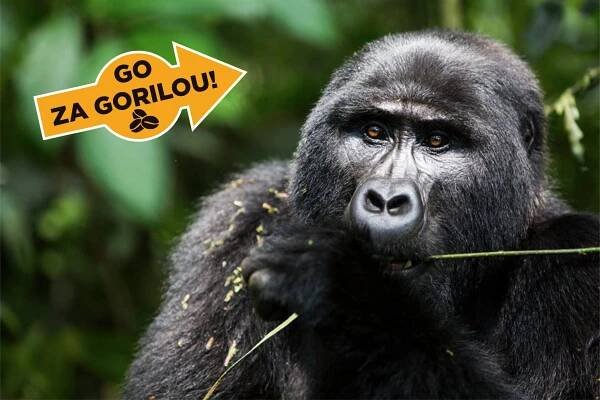 GO za GORILOU – Kup kávu, vyhraj gorilu! | Mountain Gorilla