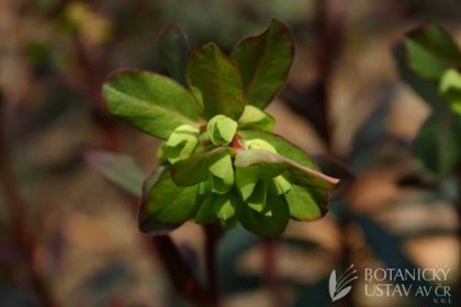 Euphorbia amygdaloides 'Purpurea' - pryšec mandloňovitý | Lukáš Hrdinka | Autoři | iBotky.cz