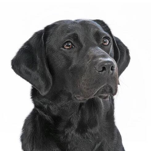 Pet Shoot | Amazing Family Photography in Northamptonshire
