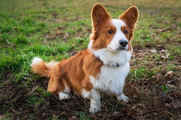 Welsh corgi - Vendula Bauerová | Pejskárium