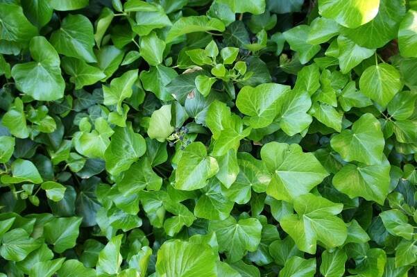 hedera hibernica nebo irská břečťan zelená lezecká rostlina - poison ivy leaf - stock snímky, obrázky a fotky