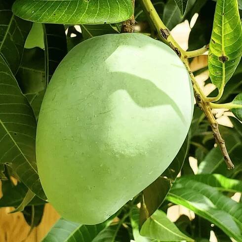 Cac Mango Grow Guide - Tropical Tree Guide
