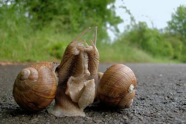 Chovateli unikli středomořští plži, zahrádkáři jsou zděšeni