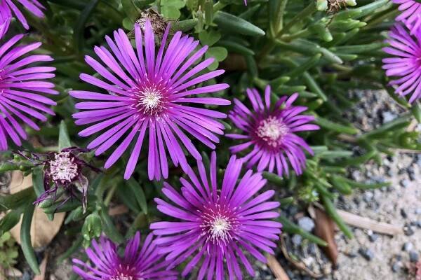 A lampranthus blooms in purple.