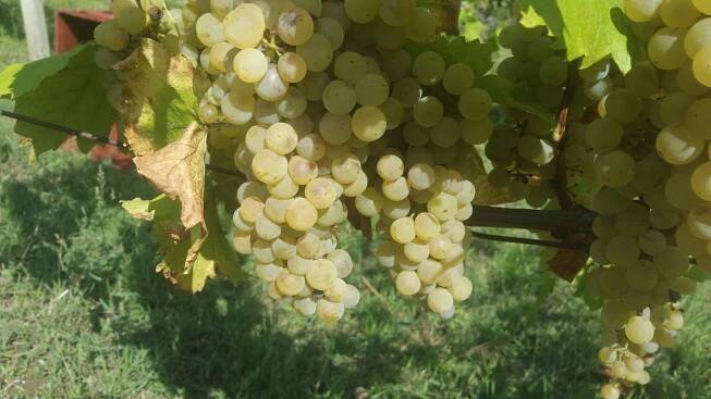 Muller Thurgau - Obrázek 3