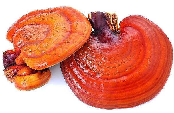 Γανόδερμα 100% Βιολογικό - GanodermaShop.gr