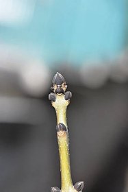 Jasan ztepilý Erosa (Fraxinus excelsior), pupeny