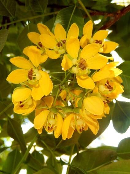 Cassia marksiana