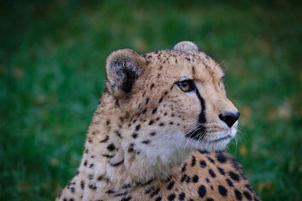 Safari Park Dvůr Králové (09/2021) - Marek Duda