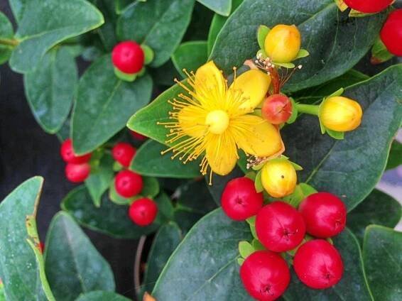 Třezalka 'Miracle Attraction' - Hypericum 'Miracle Attraction'